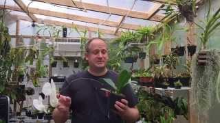 PHALAENOPSIS ORCHID CARE HOW TO RE BLOOM PHALAENOPSIS OFF OLD FLOWER SPIKES [upl. by Svensen]