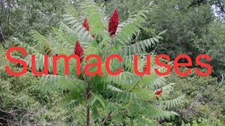 Sumac uses [upl. by Sivrep15]