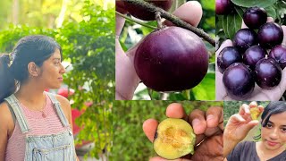 Variety fruits harvesting kerala 🍒🫐  manila tennis ball cherry kerala [upl. by Kamaria]