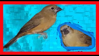 Hembra Reina Mora Canto Para Atraer Al Macho  Ultramarine Grosbeak Song  Cyanocompsa Brissonii [upl. by Stearns]