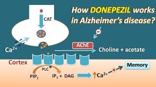 How Donepezil works in Alzheimers disease  Mechanism and side effects [upl. by Rodama]