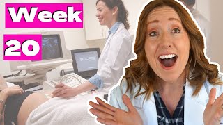 20 Weeks Pregnant in Months  PLUS the 20 Week Ultrasound [upl. by Cronin485]