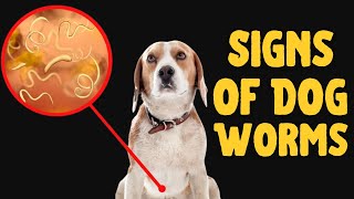 How to Tell if Your Dog Has Worms Never Ignore Them [upl. by Adnilak]