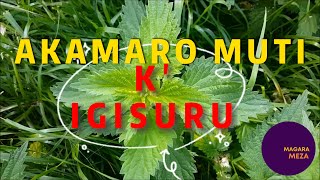 Akamaro Magara kIgisuru  Stinging Nettle Health Benefits [upl. by Sclater]