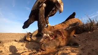 Australian Wedge Tailed Eagle eating a dead Kangaroo [upl. by Parfitt]