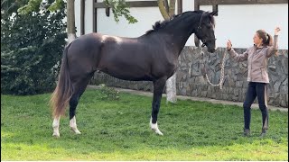 For Sale mare Satori by Secret  Grad 2022 yb 168 cm OL for dressage [upl. by Demy172]