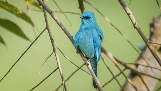 Verditer Flycatcher 銅藍鶲 [upl. by Jeri211]