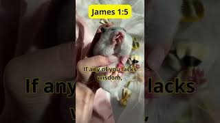 Ask for Wisdom James 15 [upl. by Rahas]