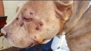 Mutilated bait dog gets second chance [upl. by Reahard]