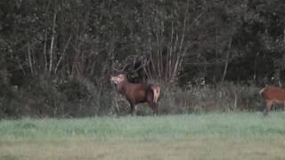 Edelhert beslaat hinde Veluwe [upl. by Niowtna]