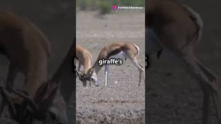 Did You Know This About Antelopes animals facts antelopes [upl. by Leunamnauj]