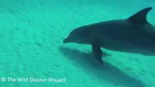 Bottlenose Dolphins Foraging [upl. by Oelgnaed]