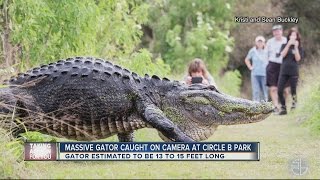 Only in Florida Video of HUGE gator in Lakeland goes viral [upl. by Nile]