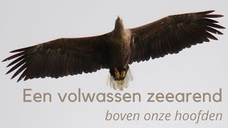 Een volwassen zeearend boven onze hoofden 1372 [upl. by Chandal]