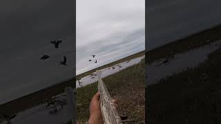 James bay goose hunting [upl. by Gustavus]