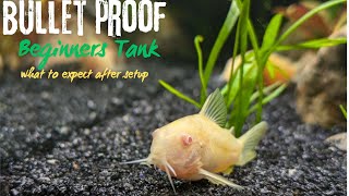 Beginner Tank After Setup [upl. by Ennovaj]