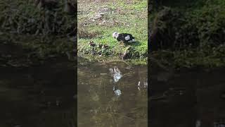 Freedom the Parrot Grunts Watching Muscovy Duck Dry Wings 4 Ducklings by Lake amp Mallards Quacking [upl. by Aneet]