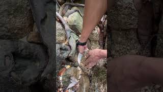 I found gold stuck in the roots of a tree😱😱💰 really fun fyp video shorts [upl. by Norvol]