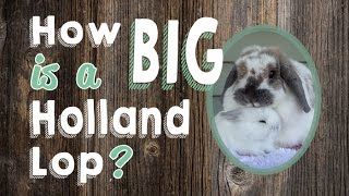 How Big is a Holland Lop Rabbit [upl. by Latia]