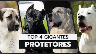 Kangal Cane Corso Alabai e Dogo Argentino Qual o Melhor Guardião [upl. by Eskil24]