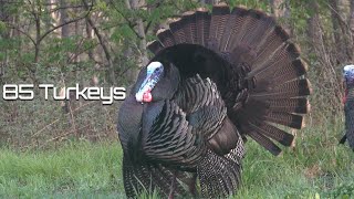 85 Turkeys in 8 Minutes  Turkey Hunting [upl. by Uno935]