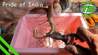 Pride of India  Training Nursery Tree into Bonsai [upl. by Vito]