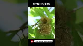 Male Olive Backed Sunbird Feeding the baby chicks [upl. by Amek]