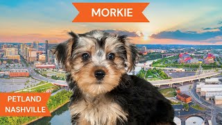 Morkie Breed Highlights [upl. by Vallery]