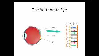 AH Biology 14d Part 2  The Vertebrate Eye [upl. by Alurta]