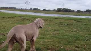 Weimaraner sneak attack [upl. by Stephana923]