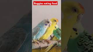 Buggies eating food birds buggies bird birdslover [upl. by Adnoryt801]