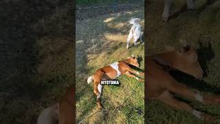 Why are these goats paased out shorts youtubeshorts facts viralshorts viral [upl. by Yeslaehc]