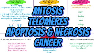 Mitosis Telomeres Apoptosis Necrosis Cancer Chapter 3 part 4 Guyton and Hall Physiology [upl. by Jarrell730]