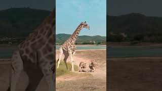 Lion vs Giraffe Wild Animals Closeup Giraffe Animal Combat Power Competition [upl. by Neved]