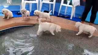 Eight English Cream Golden Retriever Puppies  first swim amp jump [upl. by Sadonia]