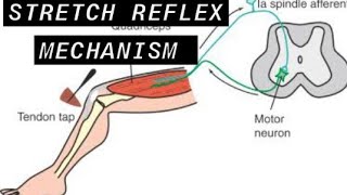 stretch reflex mechanismEasy Explanation within 5 minutes [upl. by Wrdna]