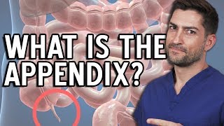 Why Does The Appendix Burst and What is the Appendix Anyway [upl. by Kial]