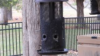 Starved Rock feeders [upl. by Lieno]