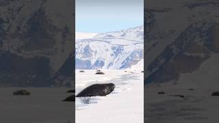 Weddell Seal A Day of Fun and Play in the Snow Before Coming Ashore WeddellSeal WildlifeCloseUp [upl. by Connie964]