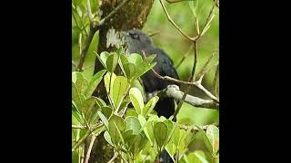 BlackBellied Malkoha calling mate [upl. by Irved]