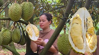 Harvest Durian Goes to market sell  Returned home to visit his biological parents  Lý Thị Ca [upl. by Emoryt261]