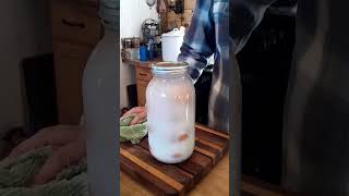 Water glassing eggs for longterm storage short shorts shortsfeed shortsvideo shortvideo new [upl. by Nnylatsyrc]