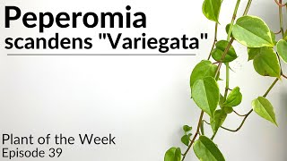 How To Care For Peperomia scandens quotVariegataquot  Plant Of The Week Ep 39 [upl. by Hallvard]