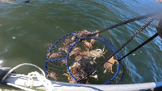 Dungeness Crab Season Opener 2024 Tomales Bay [upl. by Nerak]