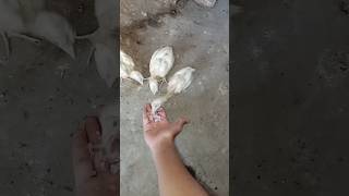 I tired to tam birds 🐤🐤shorts youtubeshorts birds [upl. by Rome835]