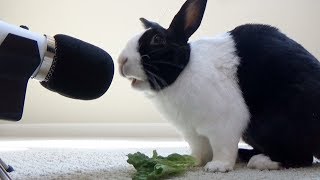 Rabbit eating crunchy lettuce ASMR [upl. by Durning]