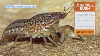 Texas officials warn of selfcloning female crayfish [upl. by Attenborough888]