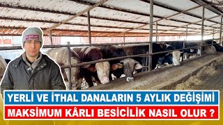 Yerli ve İthal Danaların 5 Aylık Değişimi  Maksimum Kârlı Besicilik Nasıl Olur [upl. by Malek]