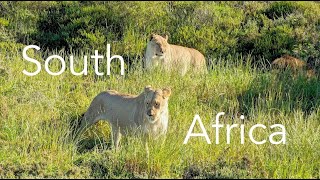 2023 South Africa  Cape Town and Safari Adventure [upl. by Annahsad657]