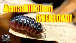 Armadillidium overload An overview of this fascinating and easy to care for genera of Isopods [upl. by Sage212]